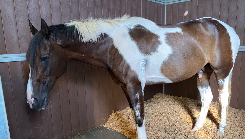 basil-healing.png basil-healing.png