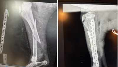 before-vs-after-op-alpaca.png before-vs-after-op-alpaca.png