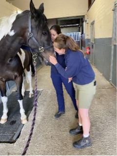 basil-at-cliffe-equine.png basil-at-cliffe-equine.png