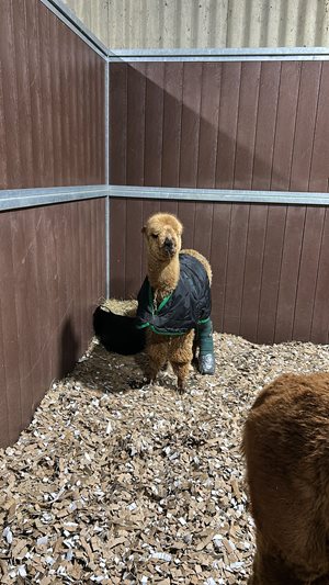 Alpaca-1.jpeg Alpaca-1.jpeg